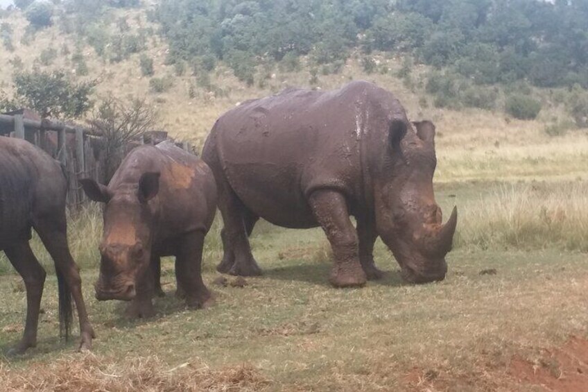 3 Days In Kruger National Park With Panorama Route 