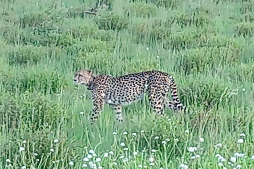 3 Days In Kruger National Park With Panorama Route 