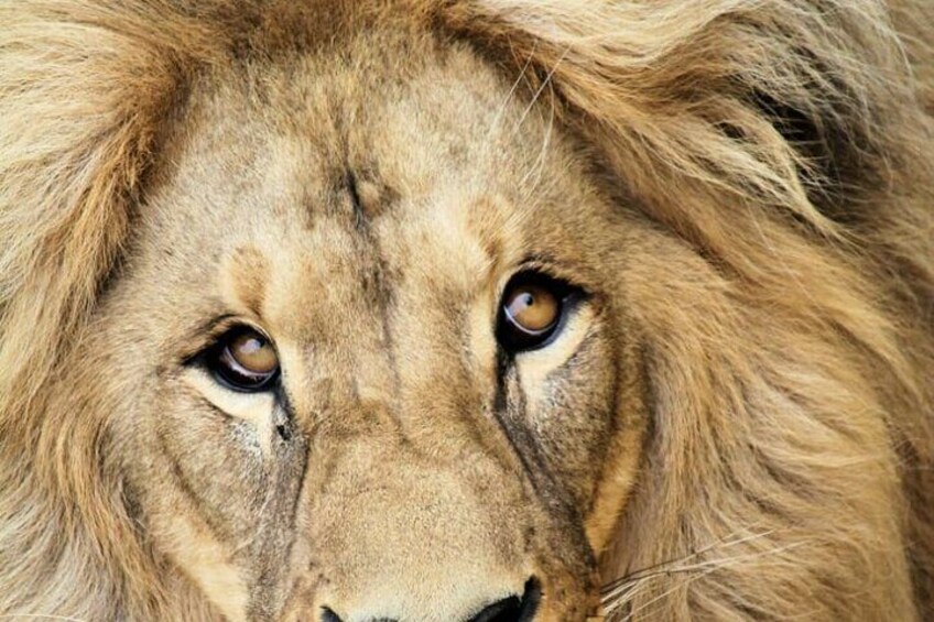 3 Days In Kruger National Park With Panorama Route