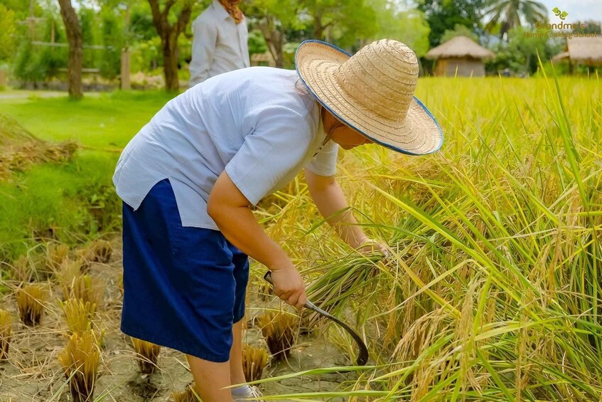 Picture 62 for Activity Chiang Mai: Authentic Thai Cooking Class and Farm Visit
