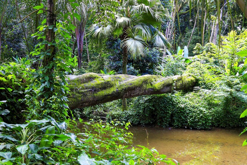 Picture 18 for Activity Rio: Half-Day Jeep Tour at Floresta da Tijuca