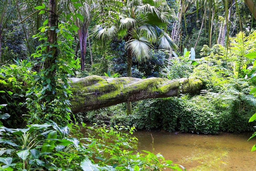 Picture 18 for Activity Rio: Half-Day Jeep Tour at Floresta da Tijuca