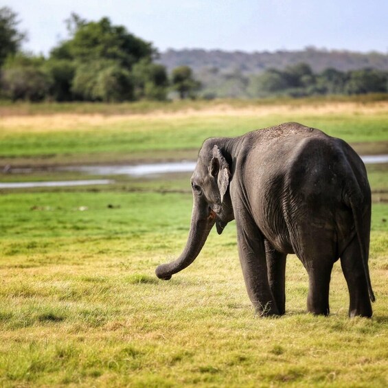 Picture 10 for Activity From Negombo: Sigiriya Dambulla and Village Safari Day Tour