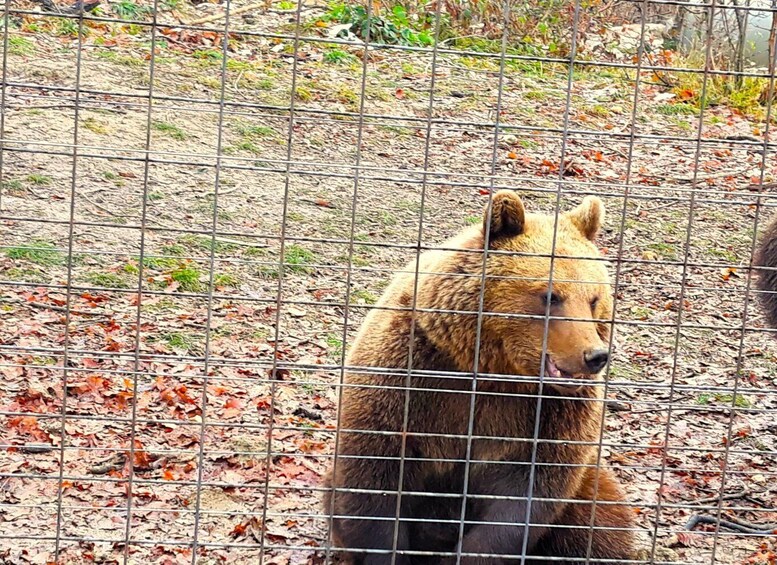 Picture 2 for Activity Legends&Wildlife Awaits: Dracula's Castle & Bear Sanctuary