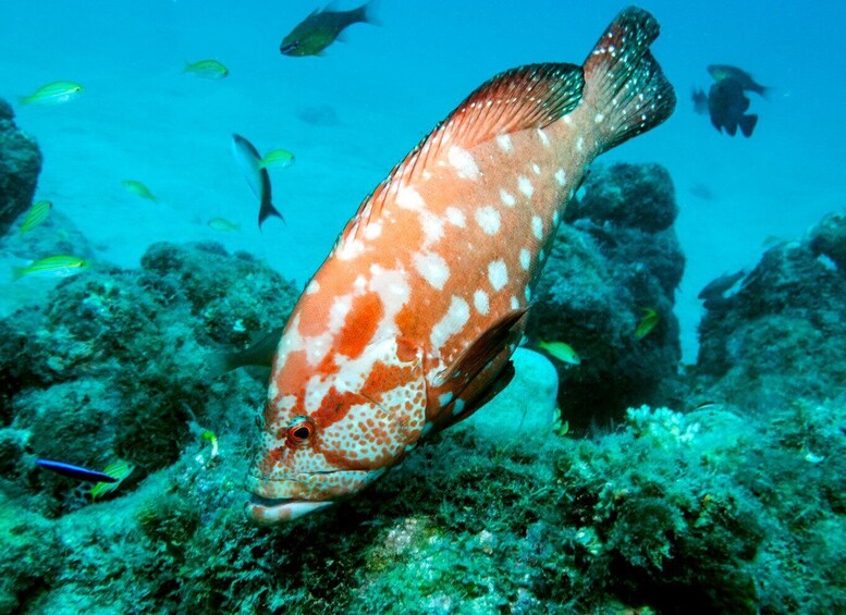 Picture 5 for Activity Tamarin Bay: Beginners Scuba Diving Experience