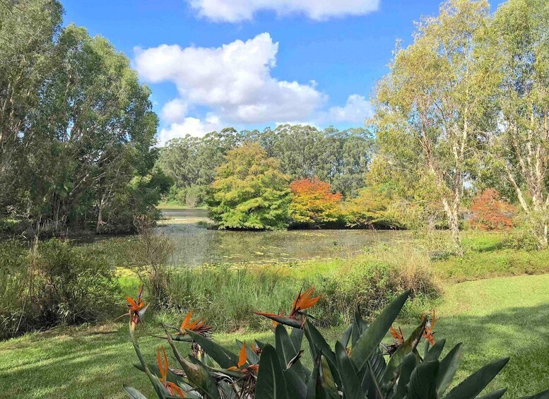 Picture 6 for Activity Noosa: Ginger Factory, Eumundi, Cooroy, and Botanic Gardens