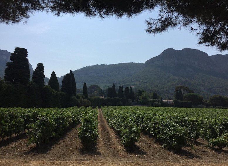 Picture 13 for Activity Marseille: Avignon and Côtes du Rhône Wine Tasting Tour