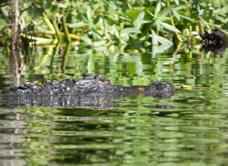 Picture 1 for Activity Orlando: Small Group Scenic Wekiva River Kayak Tour