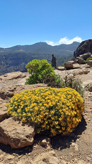 Picture 12 for Activity Maspalomas: Hiking to Roque Nublo with 2 authorised guides