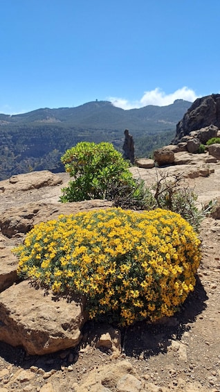 Picture 12 for Activity Maspalomas: Hiking to Roque Nublo with 2 authorised guides