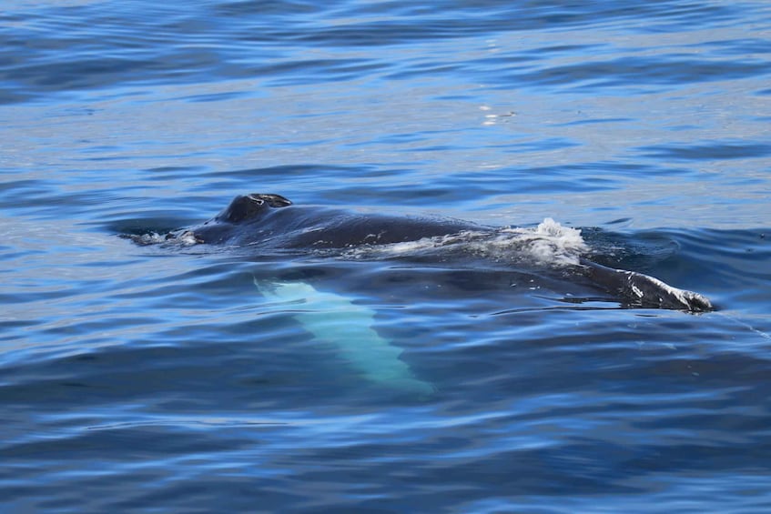 Picture 6 for Activity Reykjavik: Best Value Whale Watching Boat Tour