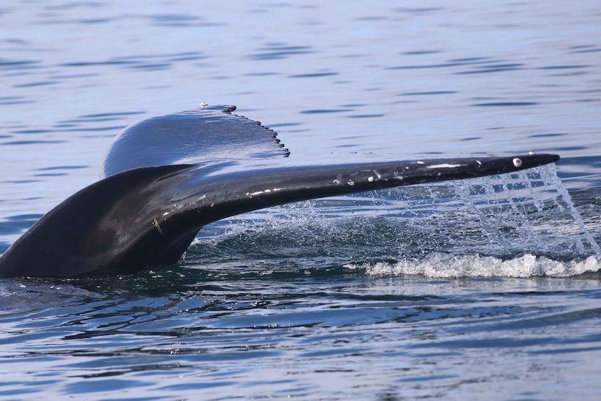 Picture 12 for Activity Reykjavik: Best Value Whale Watching Boat Tour