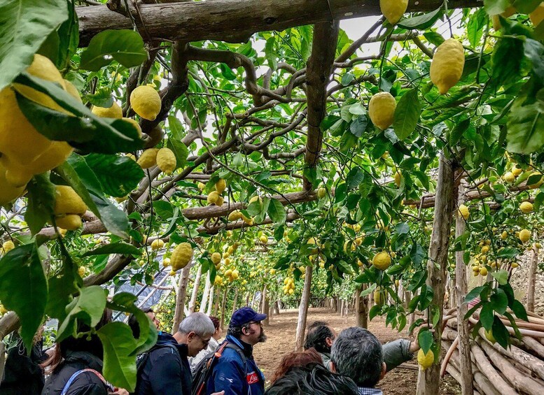 Amalfi Coast Path of the Lemon private walking tour