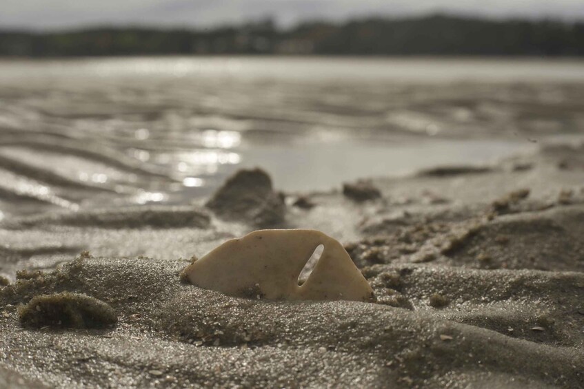 Picture 2 for Activity Hilton Head: Guided Disappearing Island Tour by Mini Boat