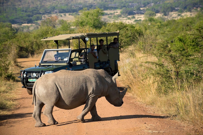 From Johannesburg: Pilanesberg Nature Reserve Game Safari