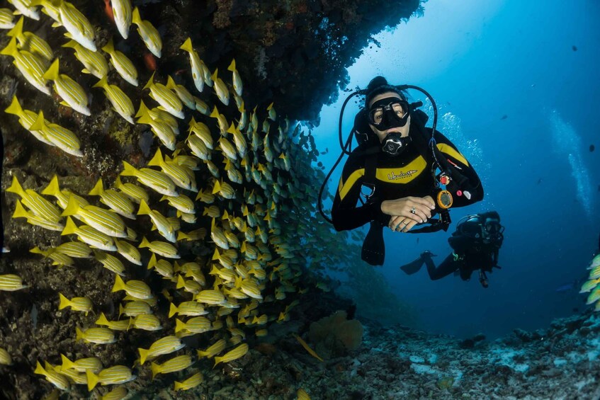Picture 5 for Activity Scuba Diving in Unawatuna