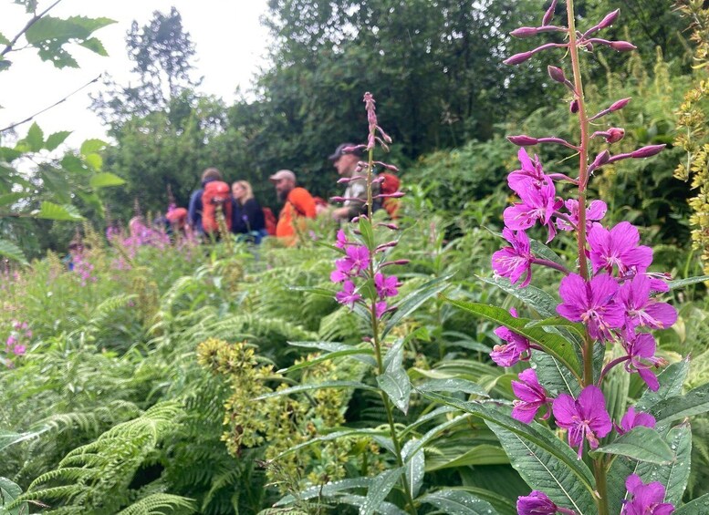 Picture 6 for Activity Seward: Guided Wilderness Hike with Transfer