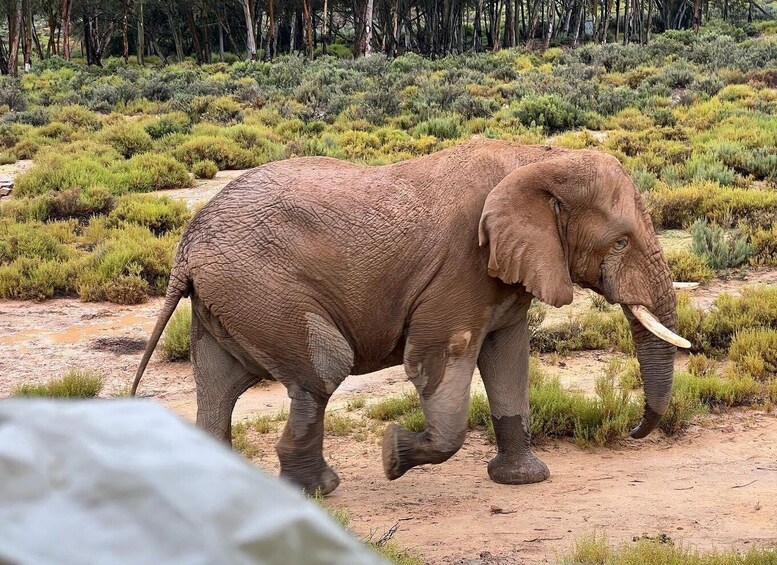 Picture 9 for Activity From Cape Town: Aquila Reserve Full-Day Return Transfer