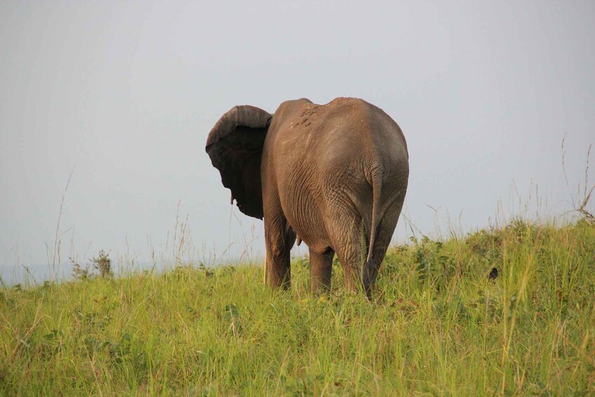 Picture 10 for Activity From Cape Town: Aquila Reserve Full-Day Return Transfer