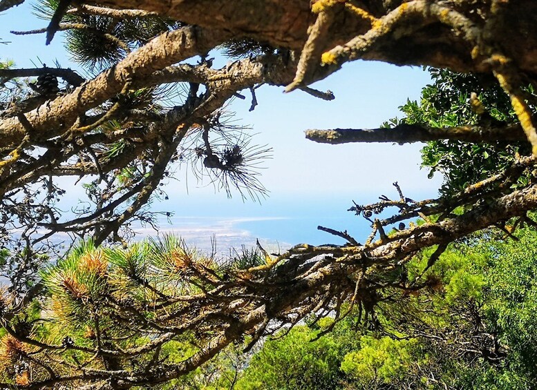 Picture 10 for Activity From Trapani: Erice Walking Tour and Local Products Tasting