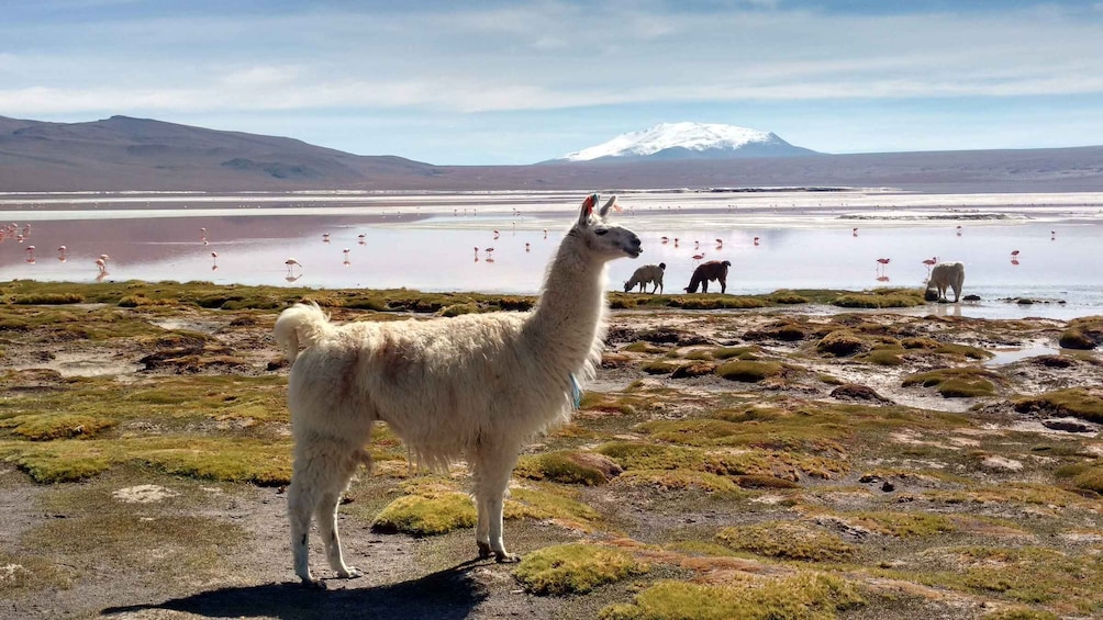 Picture 20 for Activity La Paz: 4-Day Uyuni & Colored Lagoons with Flight and Hotel