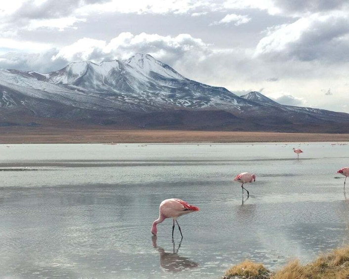 Picture 1 for Activity La Paz: 4-Day Uyuni & Colored Lagoons with Flight and Hotel