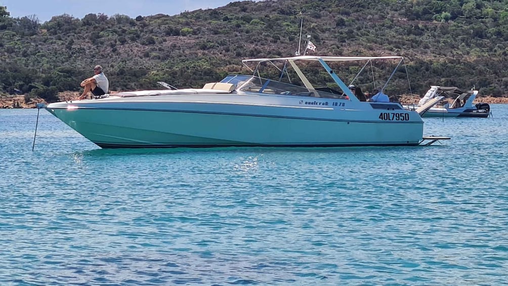 Exclusive motor boat dolphins watch