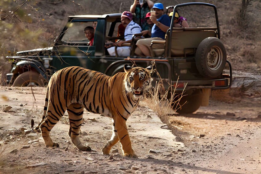 Picture 7 for Activity From Jaipur : 2 Days Ranthambore Tiger Safari Tour By Car