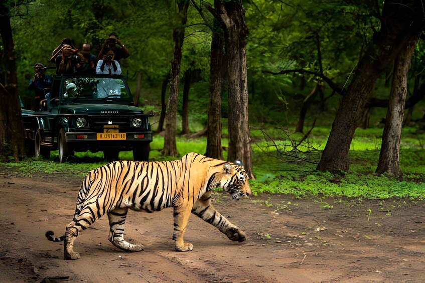 Picture 8 for Activity From Jaipur : 2 Days Ranthambore Tiger Safari Tour By Car