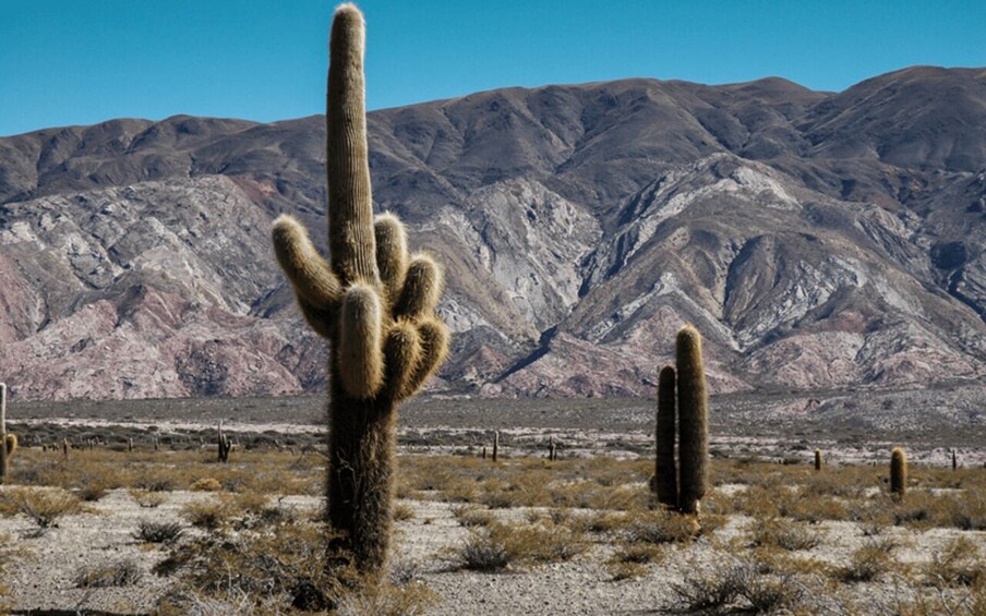 Picture 47 for Activity From Salta: Cafayate, Cachi and Humahuaca in 3 full days