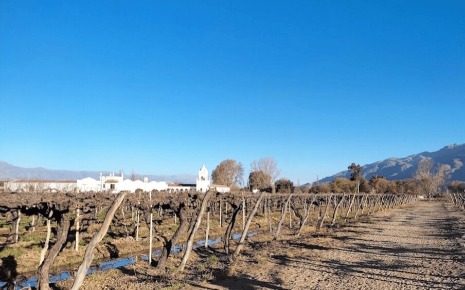 Picture 28 for Activity From Salta: Cafayate, Cachi and Humahuaca in 3 full days