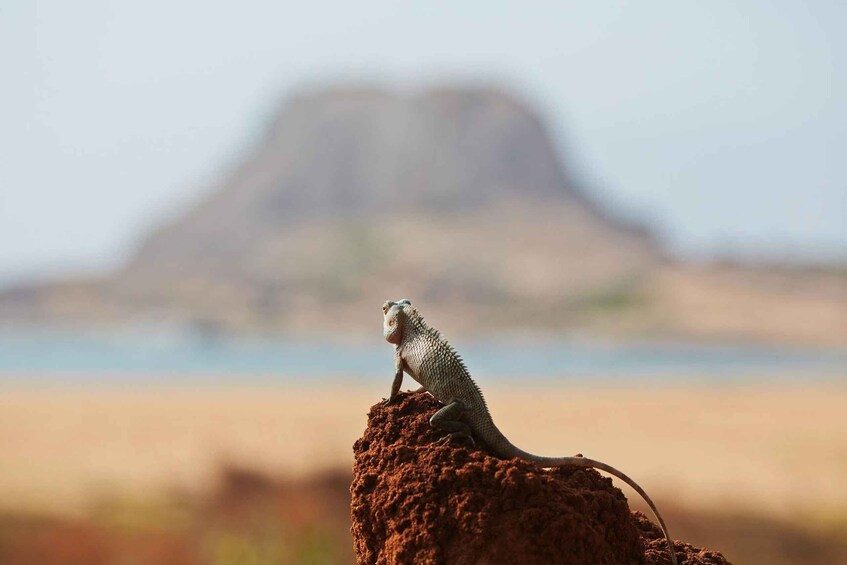 Picture 8 for Activity Yala Safari All-Inclusive Package with Convenient Pick Up