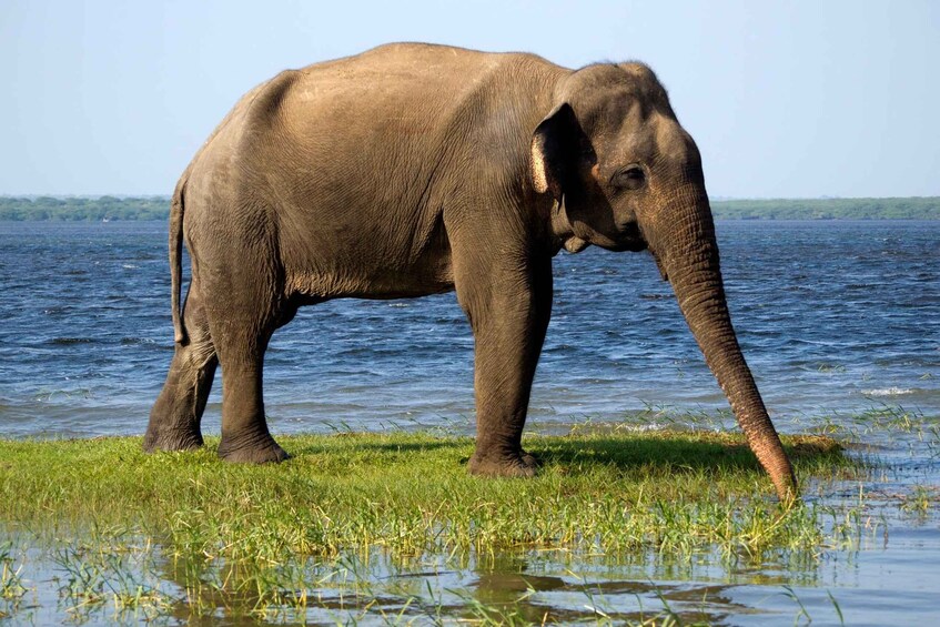 Picture 9 for Activity Yala Safari All-Inclusive Package with Convenient Pick Up