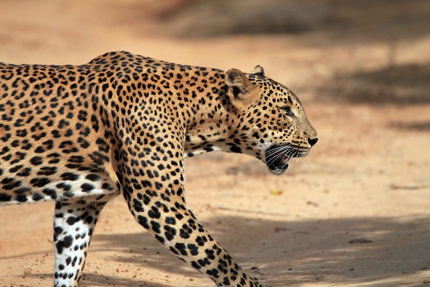 Picture 3 for Activity Yala Safari All-Inclusive Package with Convenient Pick Up