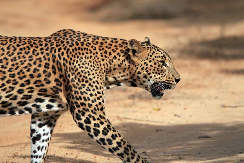 Picture 3 for Activity Yala Safari All-Inclusive Package with Convenient Pick Up