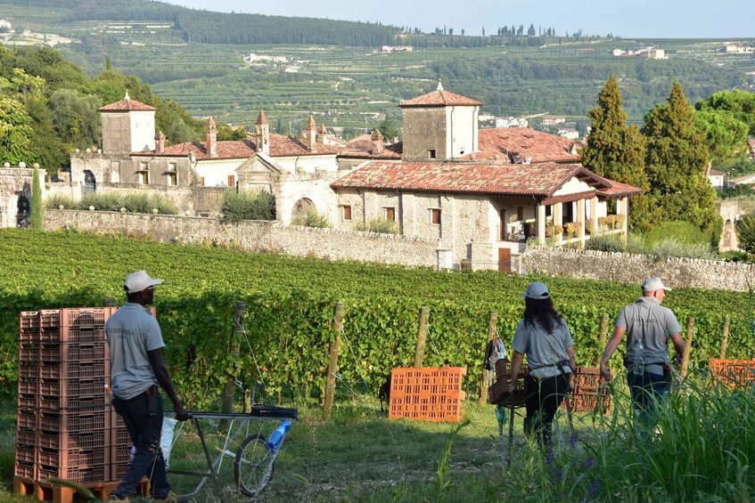 Picture 11 for Activity Verona: Amarone Wine Tour with Gourmet Lunch in Roman Villa
