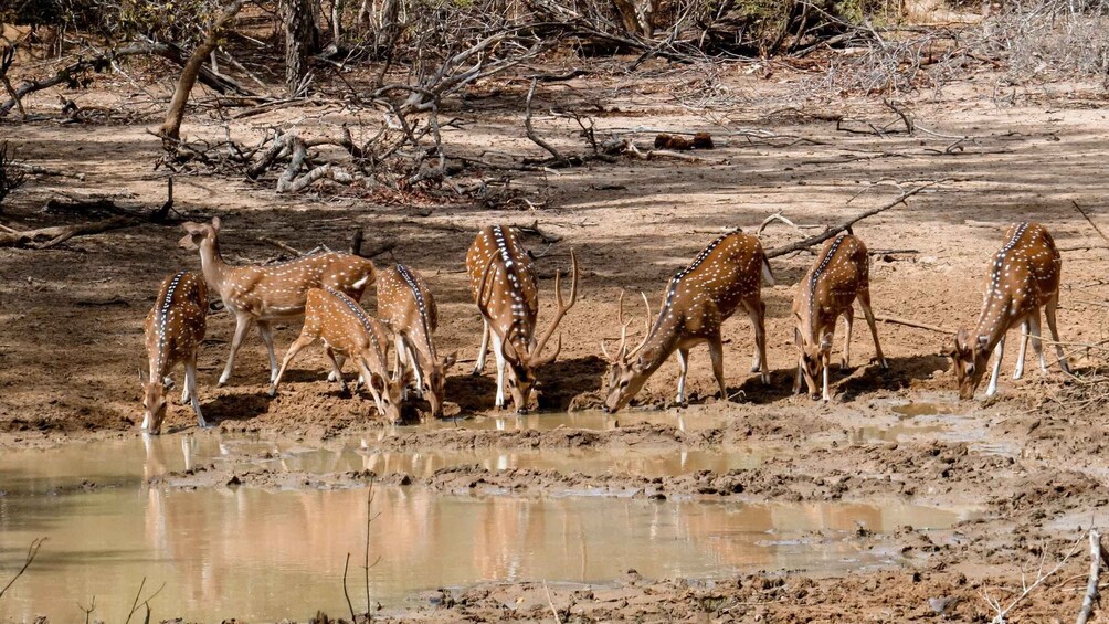 Picture 4 for Activity Yala National Park: Private Safari Day Trip with Lunch