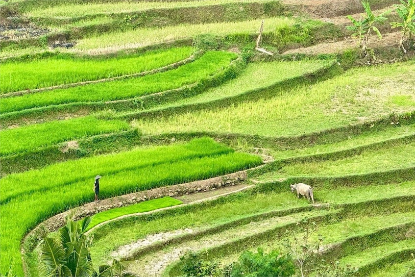 Picture 4 for Activity Yogyakarta: Selogriyo Temple, Rice Terraces & Waterfall Tour