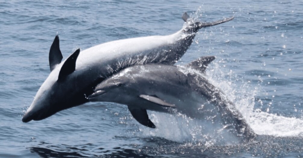 Picture 5 for Activity Gibraltar: Dolphin Watching Boat Tour