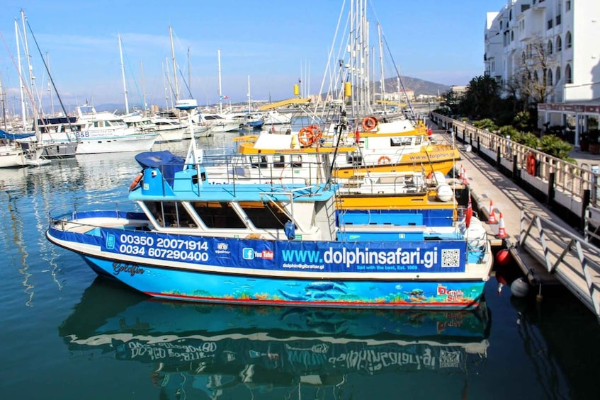 Picture 1 for Activity Gibraltar: Dolphin Watching Boat Tour