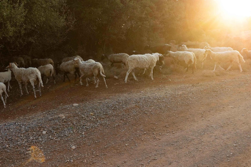 Picture 5 for Activity Sunset Quad Safari Tour in Crete