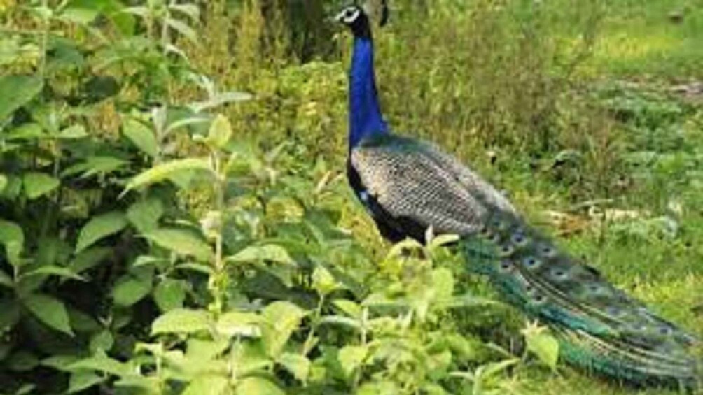 Picture 2 for Activity 2 N 3 Days Chitwan tour package from Pokhara or Kathmandu