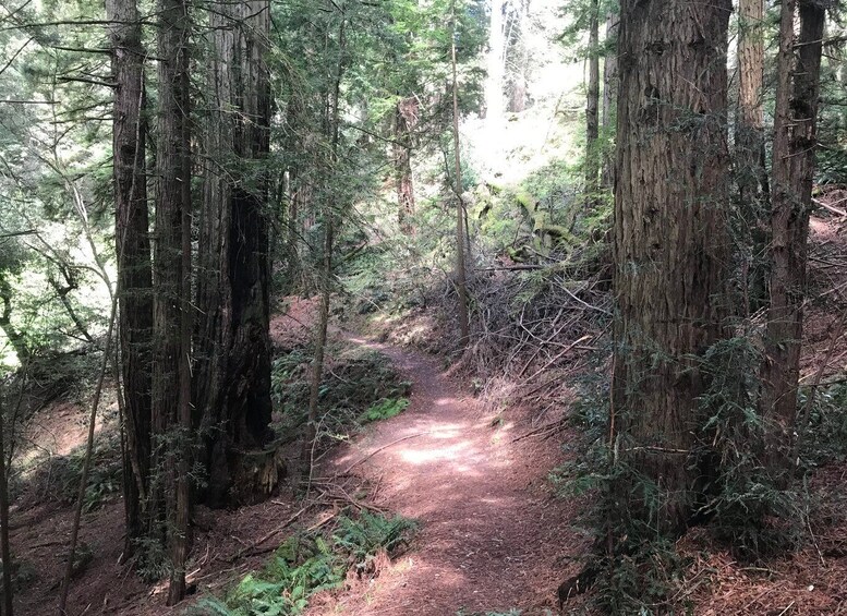 Picture 8 for Activity Big Sur: Sightseeing Tour with 4 to 5 Stops