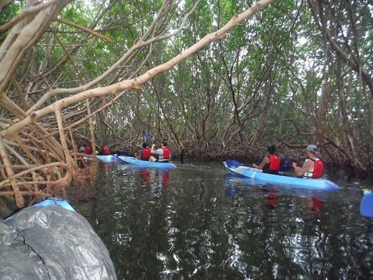 Bioluminescent Bay Glass Bottom Kayak Tour
