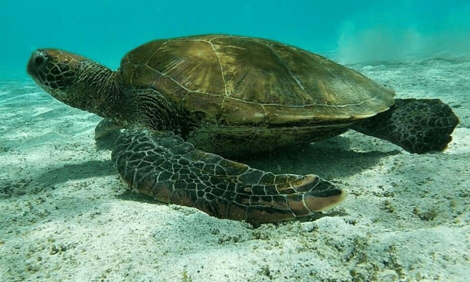 Picture 3 for Activity Full Day Pinzon Island, Finishing in la Fe with Snorkeling