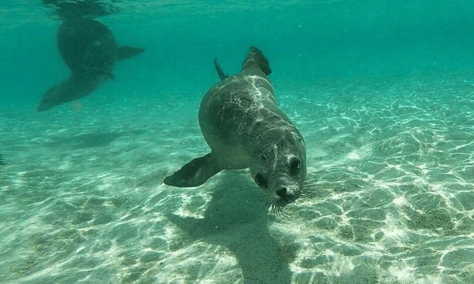 Picture 4 for Activity Full Day Pinzon Island, Finishing in la Fe with Snorkeling