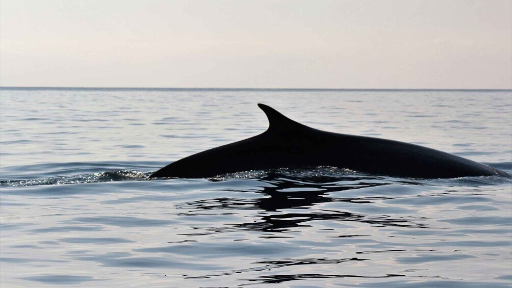 Picture 3 for Activity From Cala Gonone: naturalistic excursion on a RIB