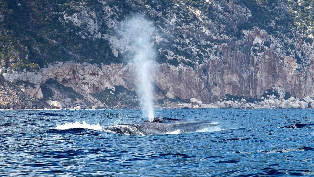 Picture 4 for Activity From Cala Gonone: naturalistic excursion on a RIB