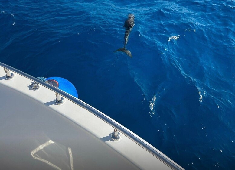 Picture 12 for Activity Cairo: Premium Yacht Cruise & lunch with optional pickup