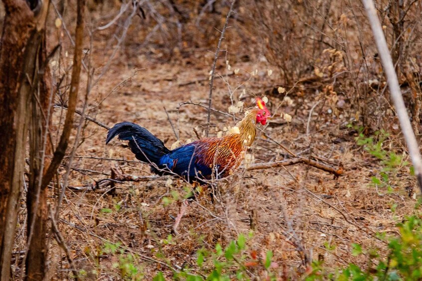 Picture 1 for Activity Yala National Park Wildlife safari from Galle